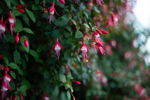 colorful garden with blooming flowers